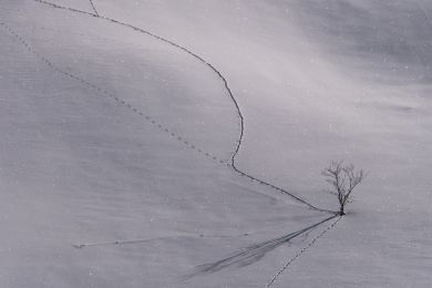 Dr. Helmut Raab: Auf den Spuren des Schneehuhns
